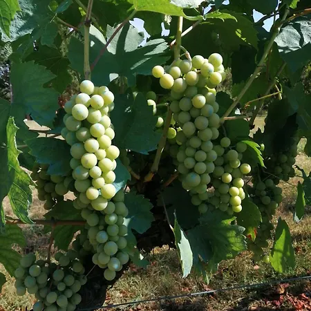 Les Mareillauds - Piscine