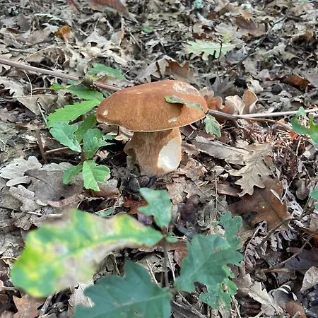 Feriehus Les Mareillauds - Piscine *