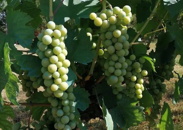 Les Mareillauds - Piscine