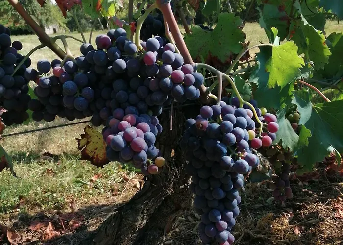 Les Mareillauds - Piscine Feriehus Salon