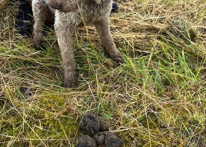 Les Mareillauds - Piscine Feriehus *