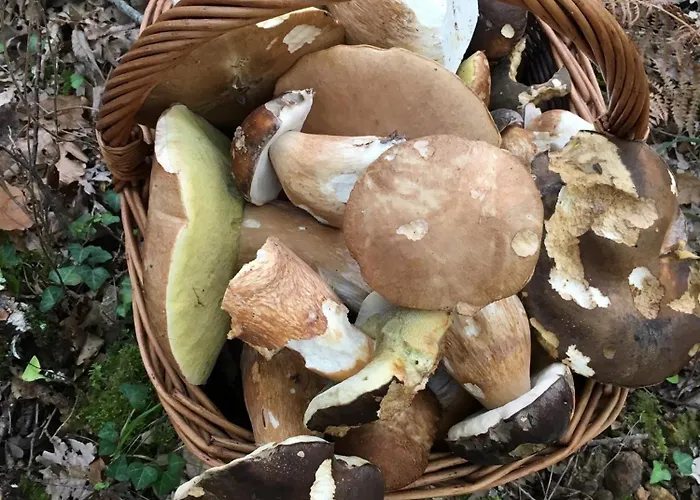 Les Mareillauds - Piscine *