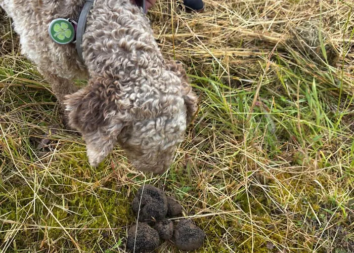Les Mareillauds - Piscine